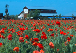 (C)Copyright Al Rendon photographer.  Fredericksburg barn and wildflowers.