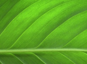 green home architect