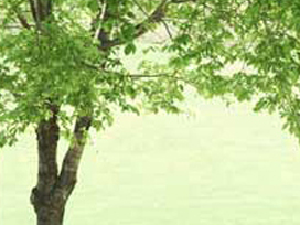 green home designers
